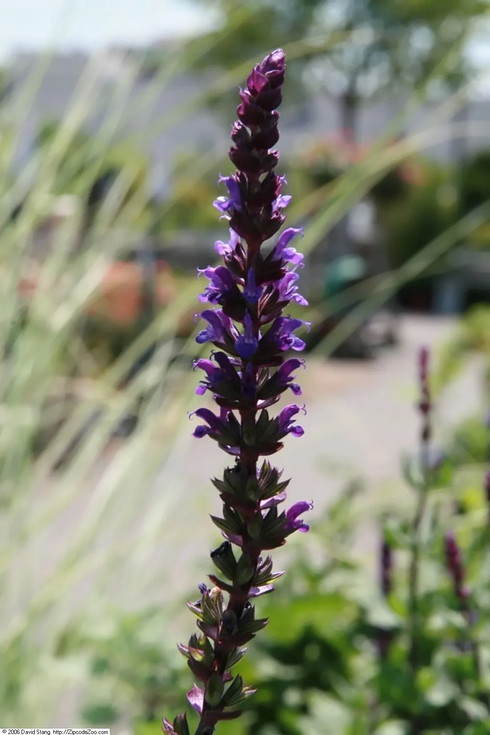 Caradonna Blue Sage (Salvia Nemorosa 'Caradonna') — Caradonna Blue Sage thrives in full sunlight and prefers well-drained soils