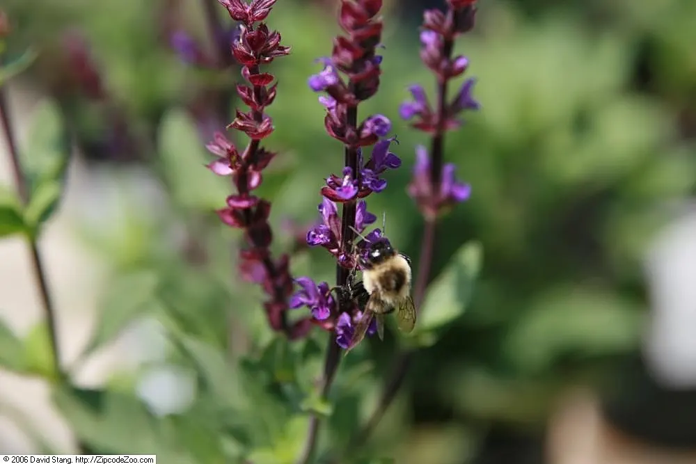 Caradonna Blue Sage (Salvia Nemorosa 'Caradonna') — Caradonna Blue Sage attracts pollinators such as bees