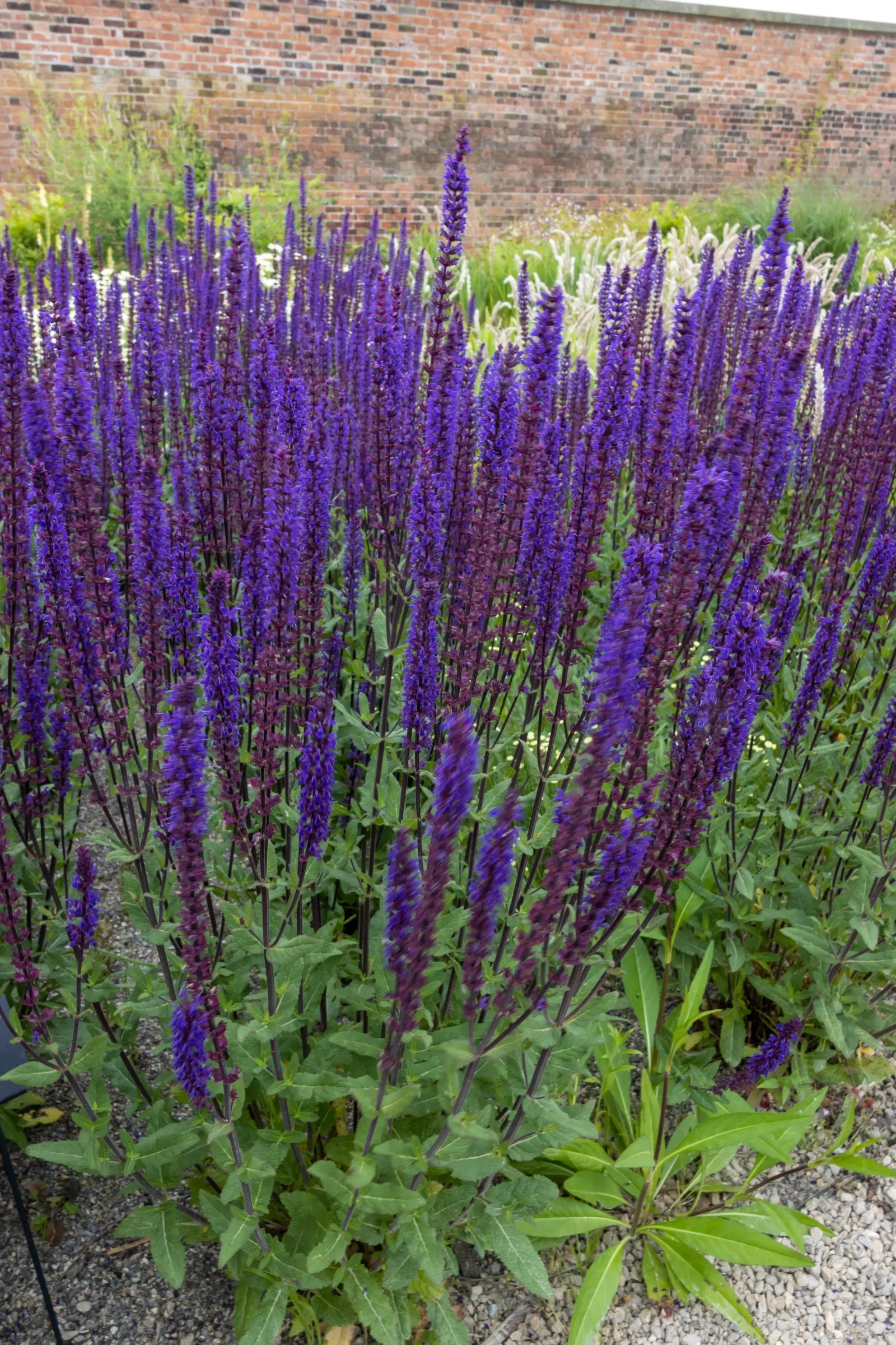 Caradonna Blue Sage (Salvia Nemorosa 'Caradonna') — slender stems that can reach up to 18 to 24 inches in height