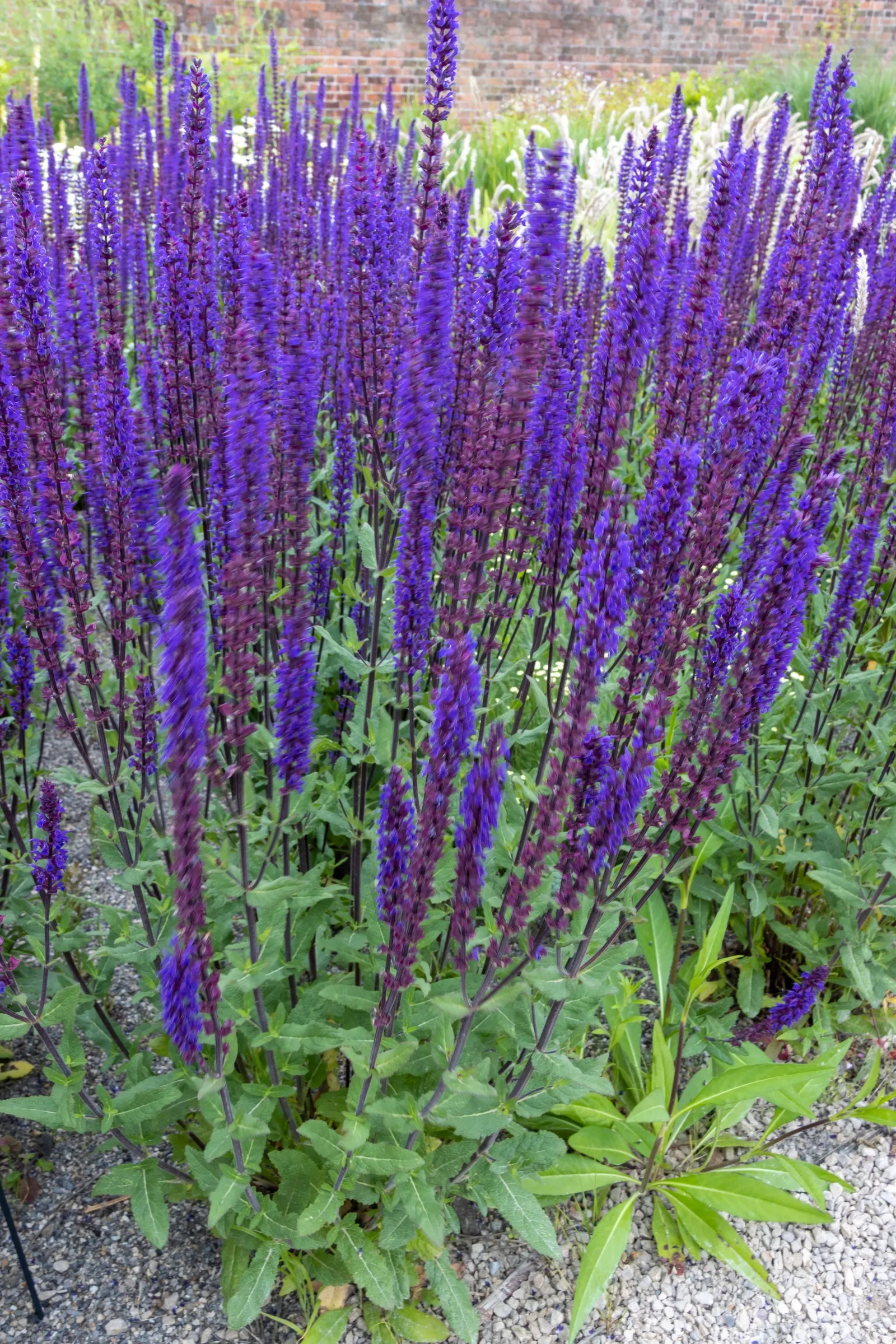 Caradonna Blue Sage (Salvia Nemorosa 'Caradonna') — With a moderate growth rate, it forms clumps that are typically 12 to 18 inches wide