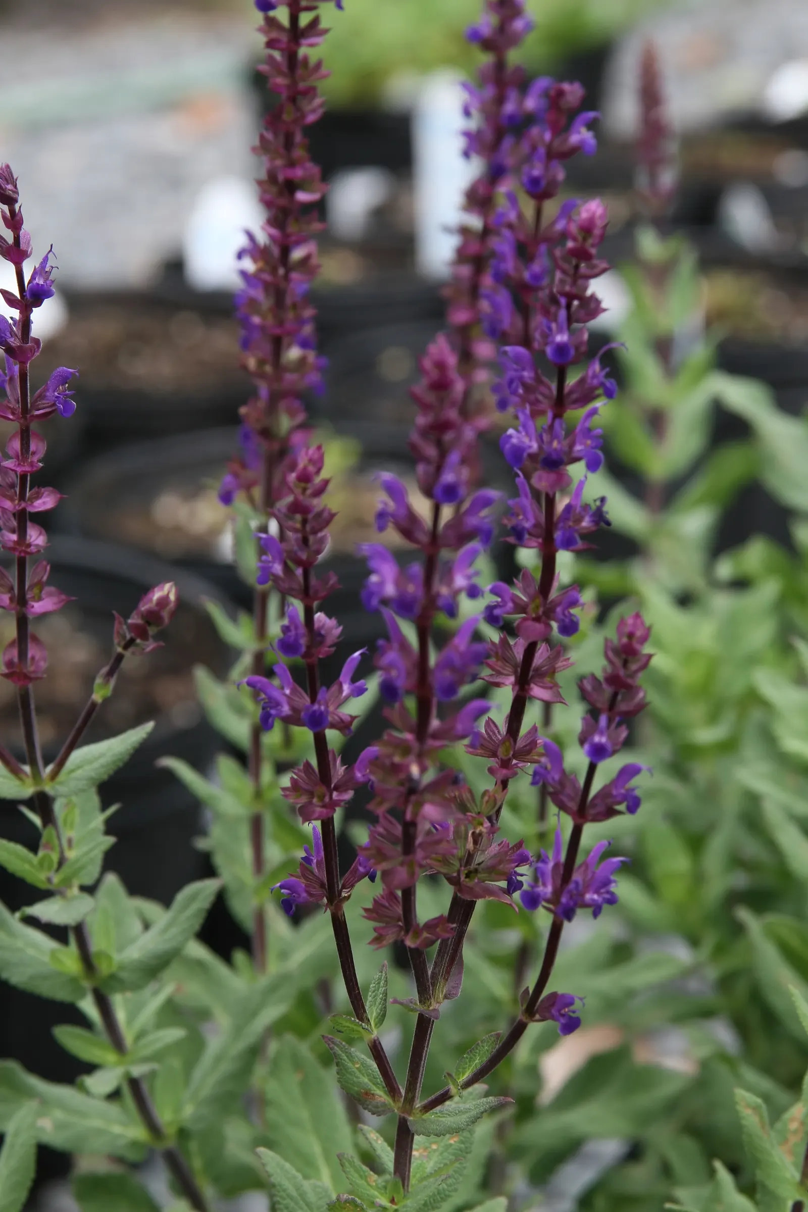 Caradonna Blue Sage (Salvia Nemorosa 'Caradonna') — lance-shaped leaves are gray-green