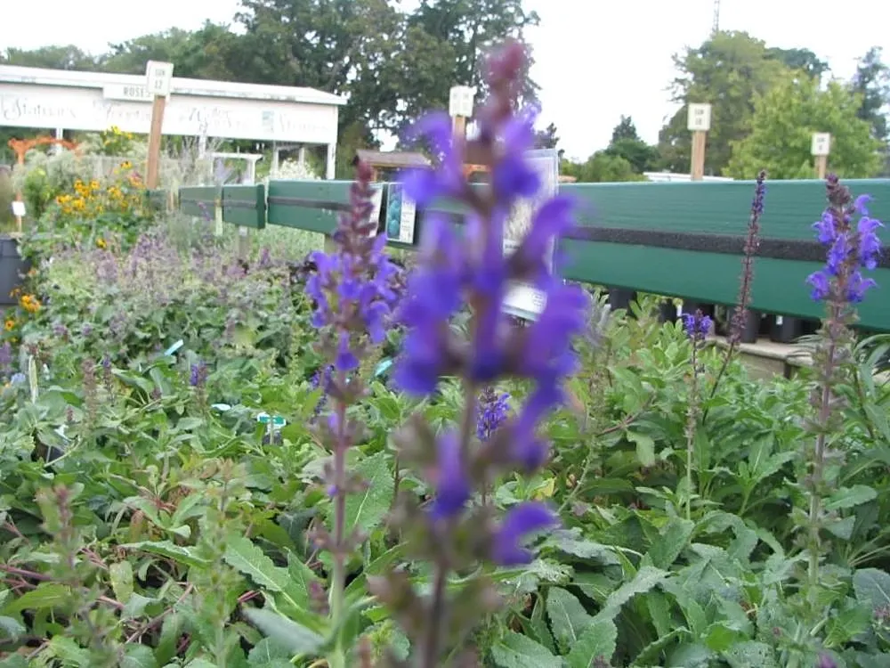 Caradonna Blue Sage (Salvia Nemorosa 'Caradonna') — adding to its attractiveness for gardeners looking for a reliable and beautiful perennial