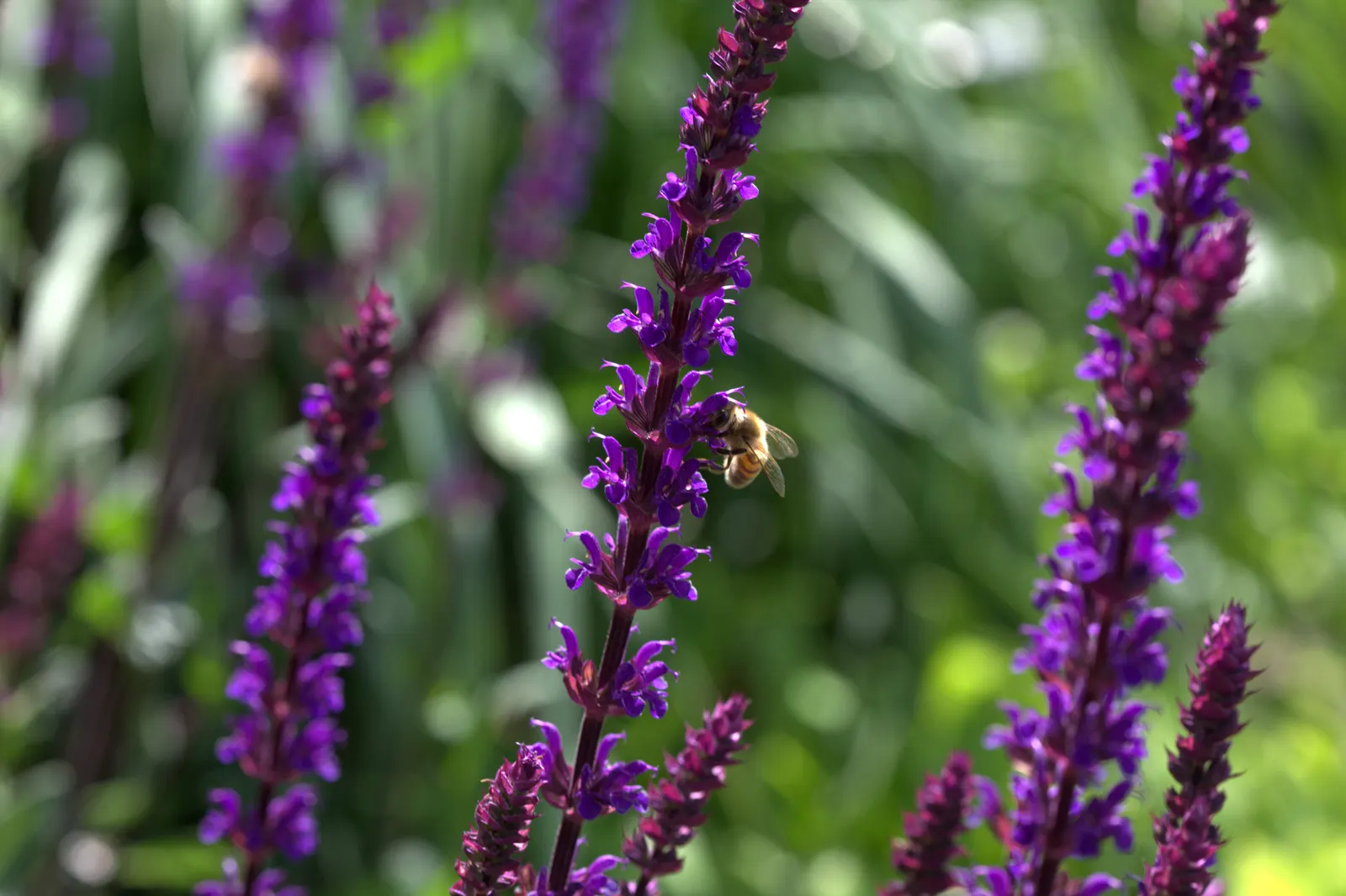 Caradonna Blue Sage (Salvia Nemorosa 'Caradonna') — Regular deadheading can promote a second bloom in late summer or early fall