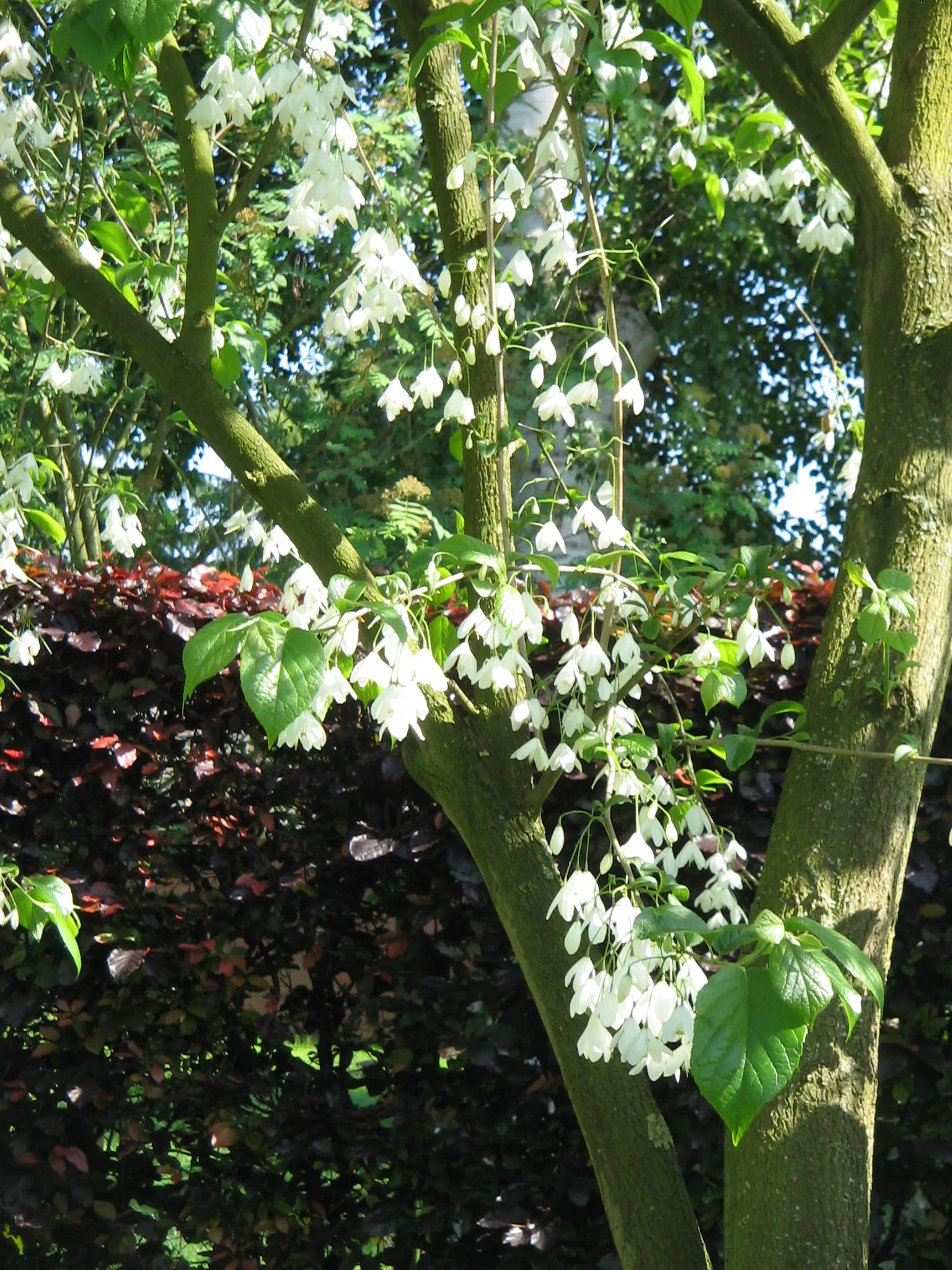 Carolina Silverbell (Halesia Carolina) — and they are highly attractive to pollinators; preferring partial sun and moist