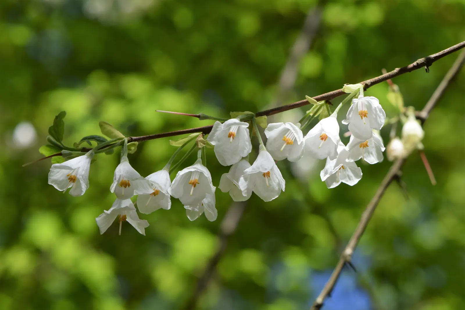 Carolina Silverbell (Halesia Carolina) — The Carolina Silverbell, Halesia carolina, is a deciduous, understory tree, reaching heights of 30-40 ft, image 61