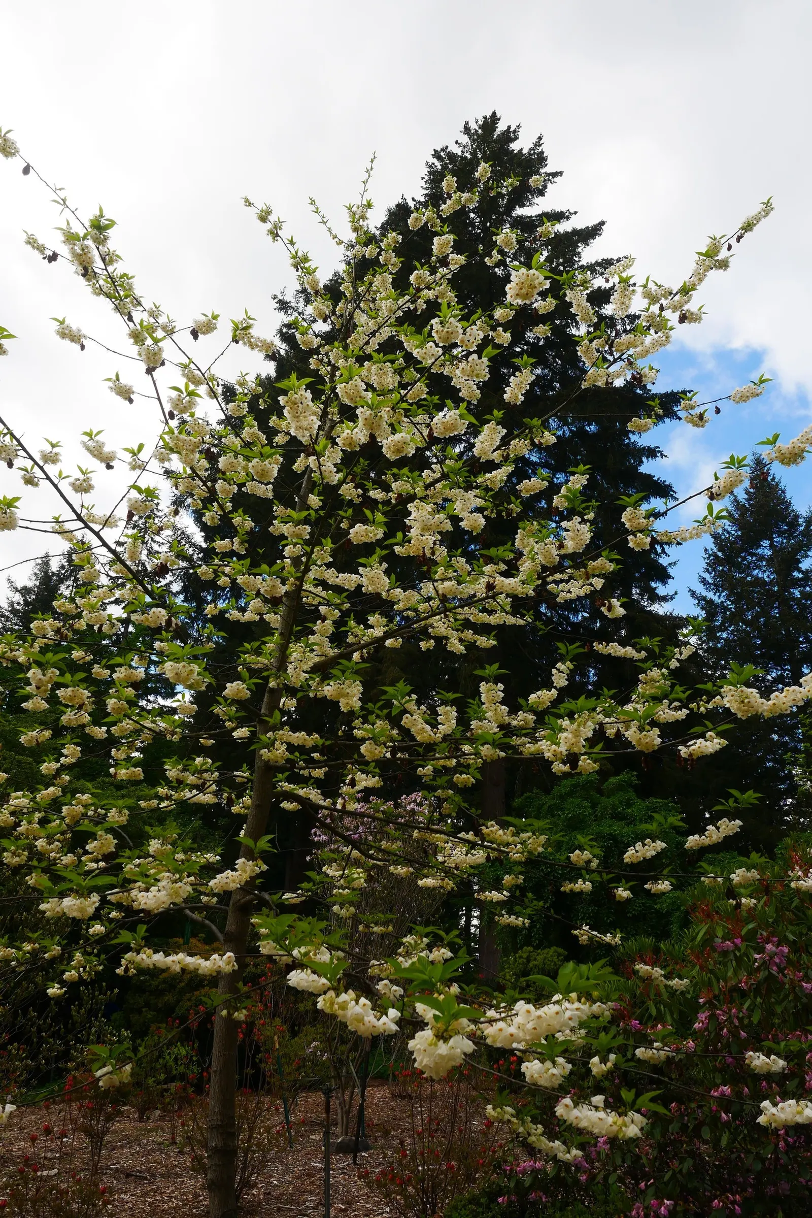 Carolina Silverbell (Halesia Carolina) — defining its stately yet manageable stature in the landscape.<br><br>Graceful and refined; white flowers in the garden