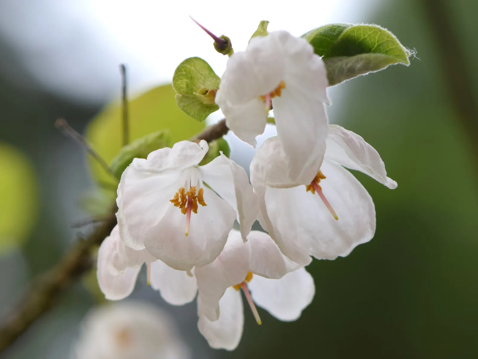 Carolina Silverbell (Halesia Carolina) — tree for full; accommodate space for both vertical and horizontal growth
