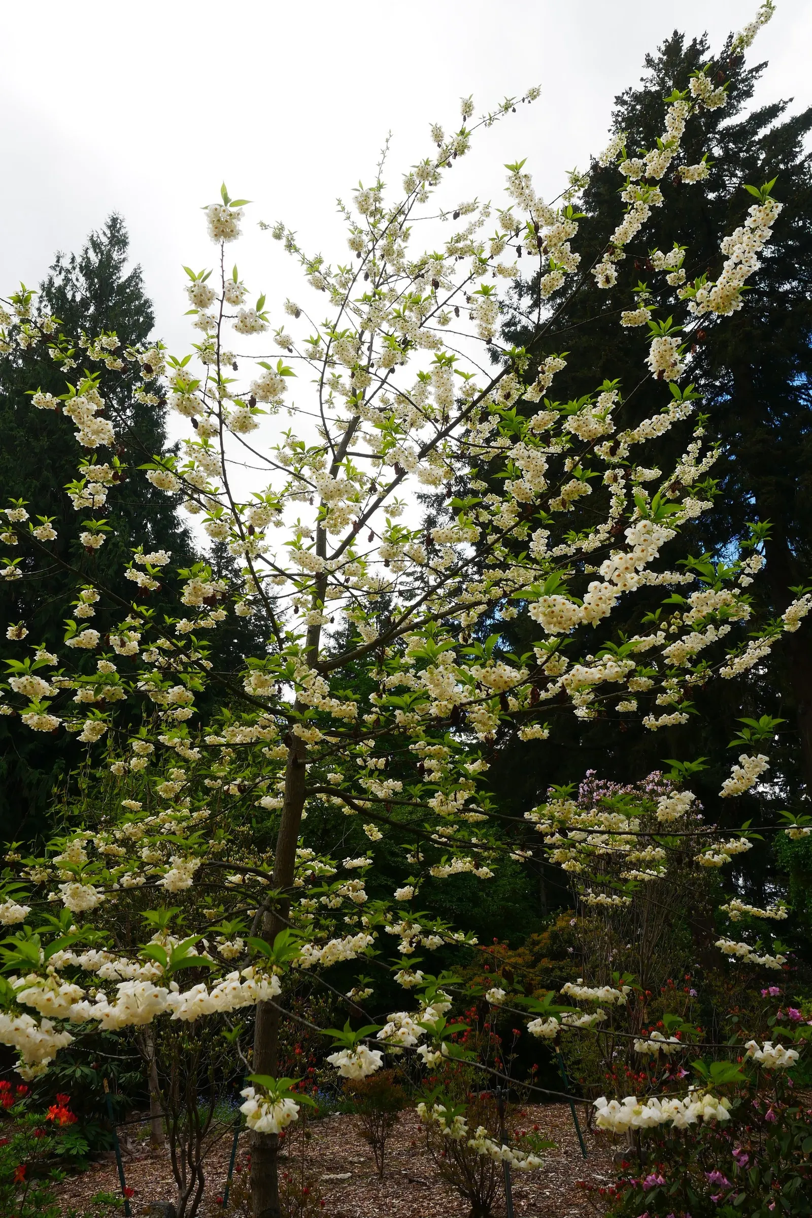 Carolina Silverbell (Halesia Carolina) — providing seasonal interest.<br><br>Ideal for use as a specimen or understory tree; these delicate blossoms dangle
