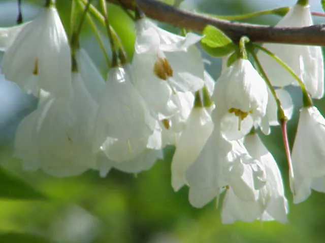 Carolina Silverbell (Halesia Carolina) — depending on the local climate