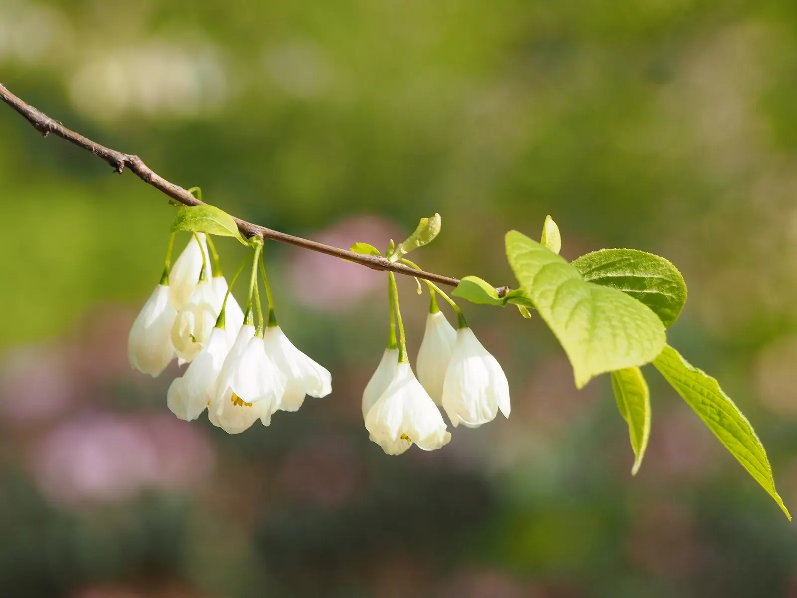Carolina Silverbell (Halesia Carolina) — it adapts to various conditions; halesia carolina thrives in well-drained, image 64