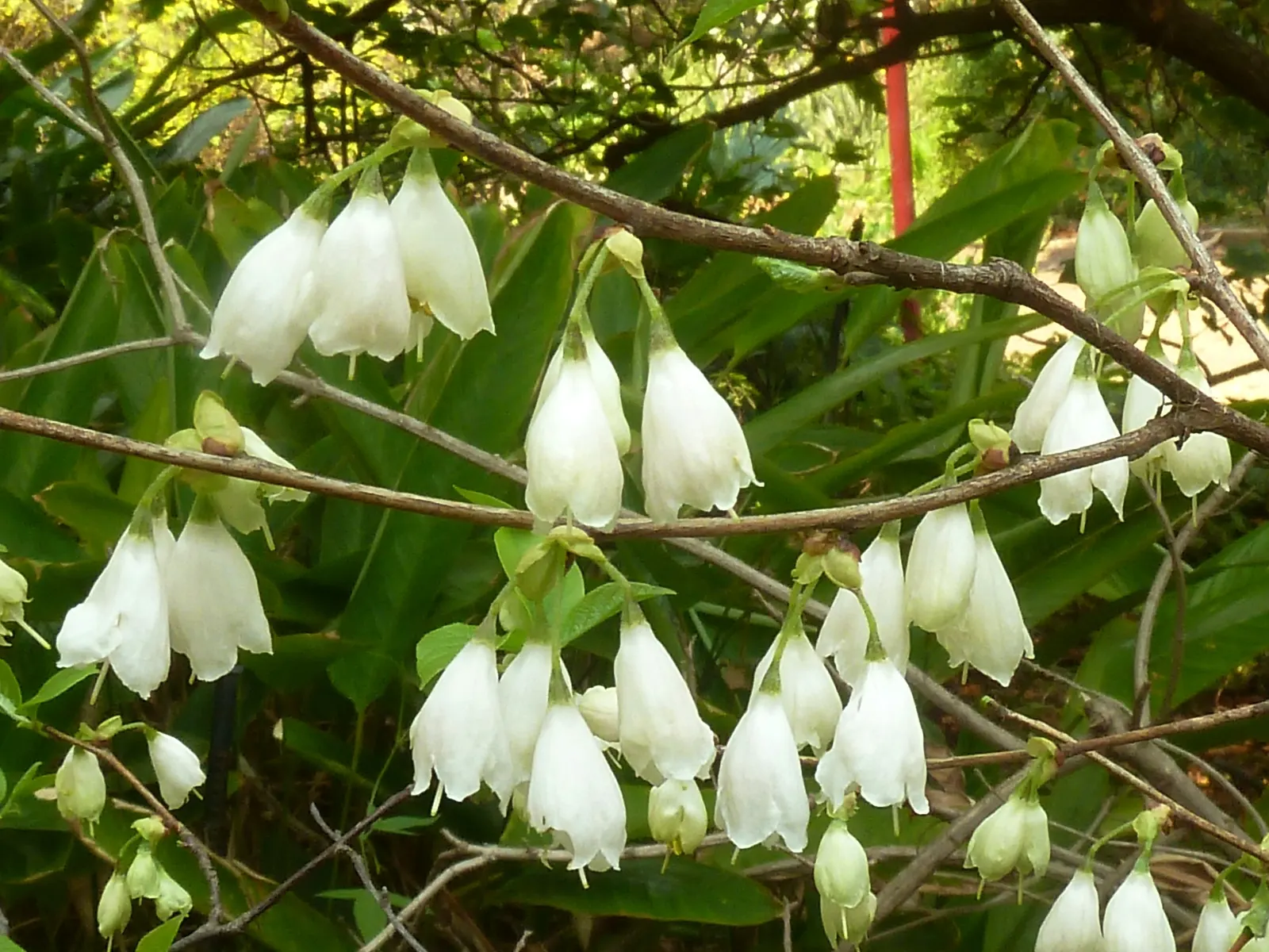 Carolina Silverbell (Halesia Carolina) — The foliage is equally appealing