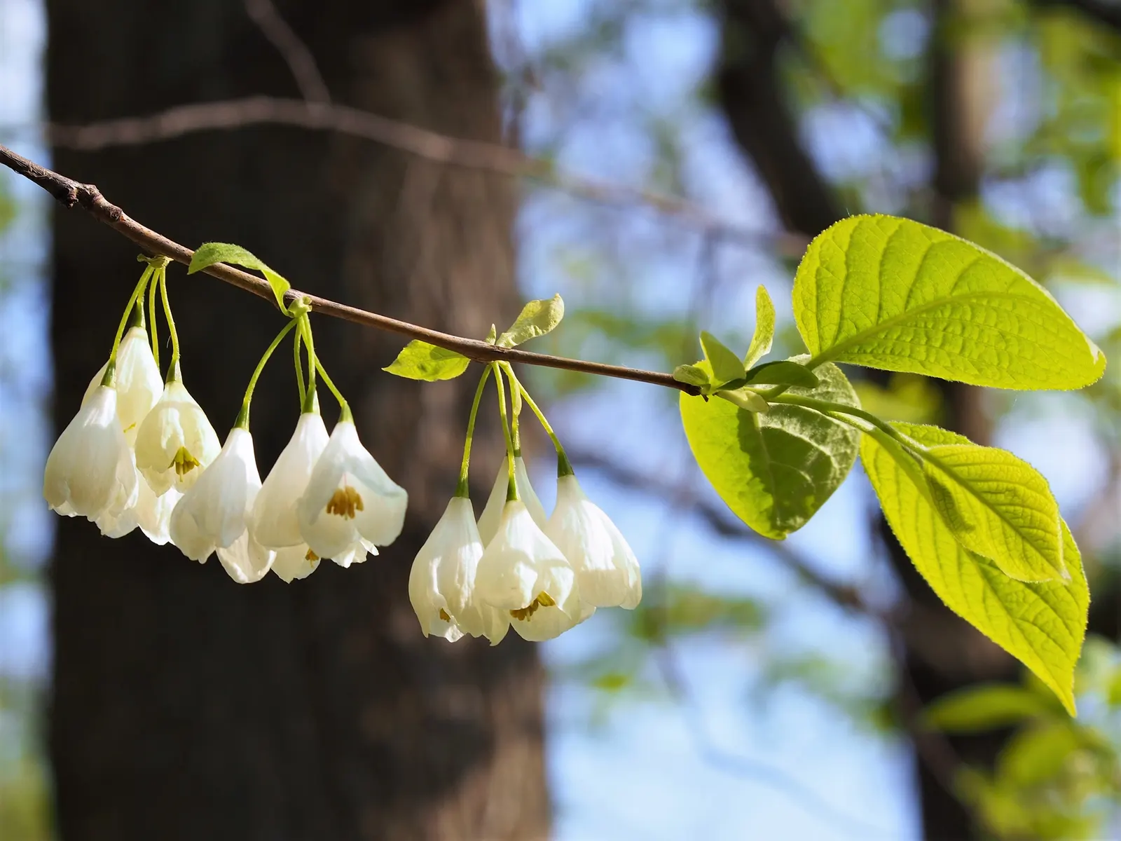 Carolina Silverbell (Halesia Carolina) — it adapts to various conditions