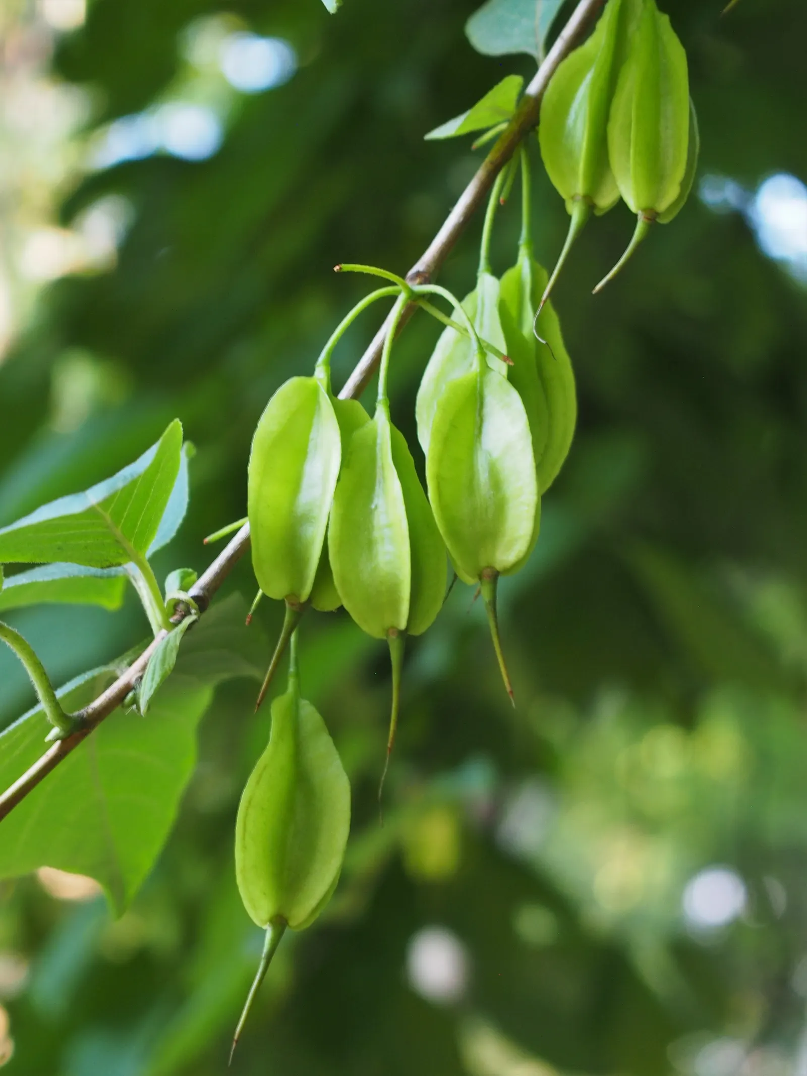 Carolina Silverbell (Halesia Carolina) — Hardy in USDA zones 4 through 8; becomes adorned with clusters of bell-shaped