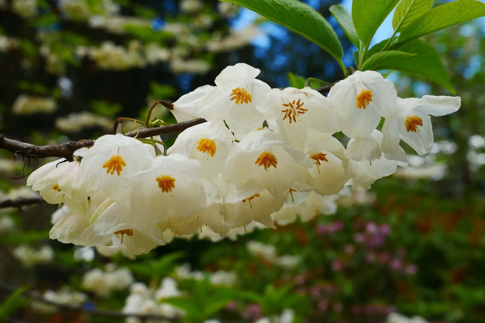 Carolina Silverbell (Halesia Carolina) — depending on the local climate; acidic soils and prefers partial shade to full sun conditions