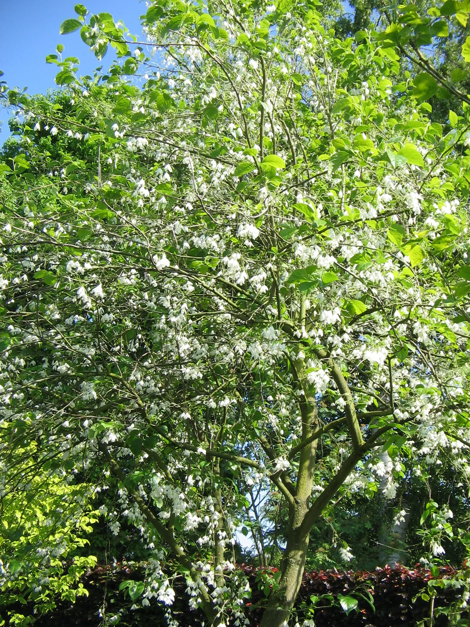Carolina Silverbell (Halesia Carolina) — acidic soils and prefers partial shade to full sun conditions; tree with white blooms