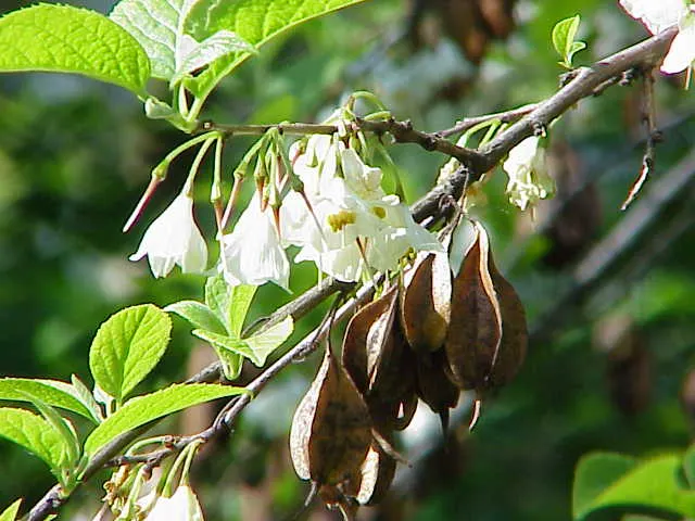 Carolina Silverbell (Halesia Carolina) — Halesia carolina thrives in well-drained
