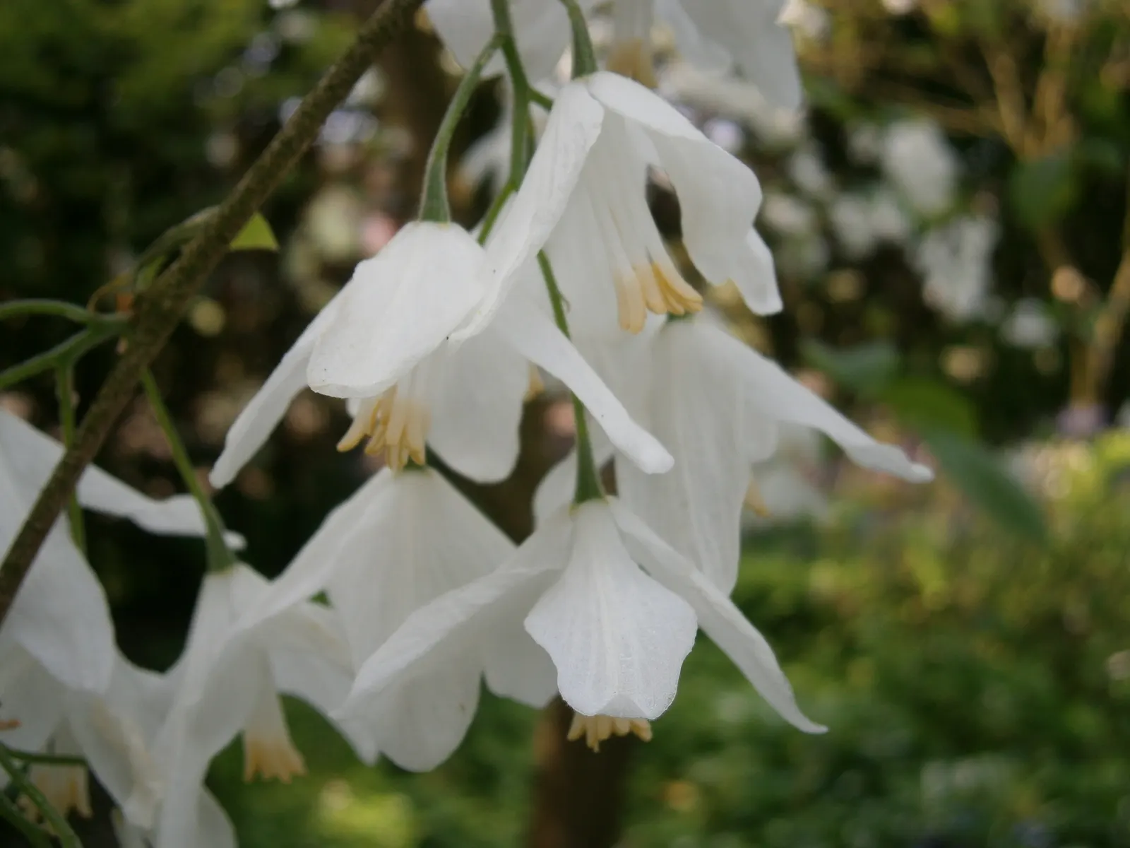 Carolina Silverbell (Halesia Carolina) — These delicate blossoms dangle from the branches, creating a whimsical, enchanting effect; this deciduous tree