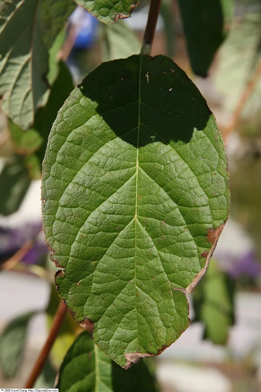 Carolina Silverbell (Halesia Carolina) — adding an eco-friendly aspect to its list of benefits.<br><br>Post-flowering