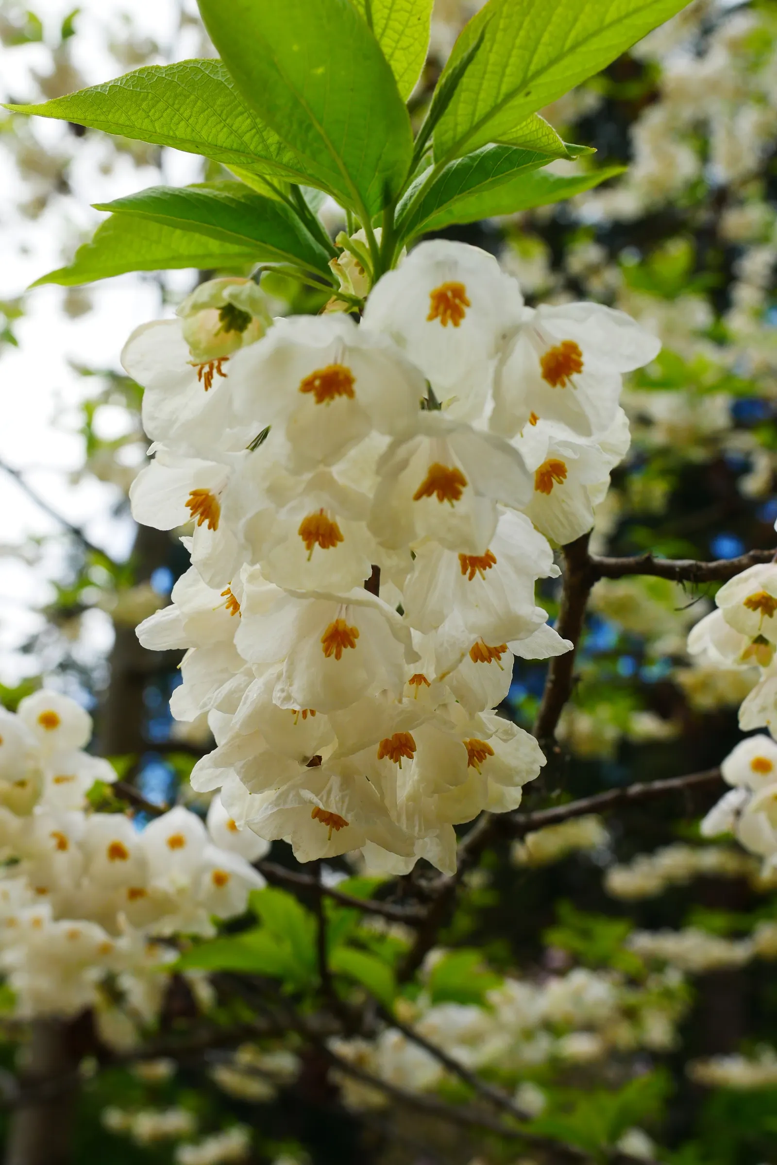 Carolina Silverbell (Halesia Carolina) — tree with white blooms; the tree forms distinctive