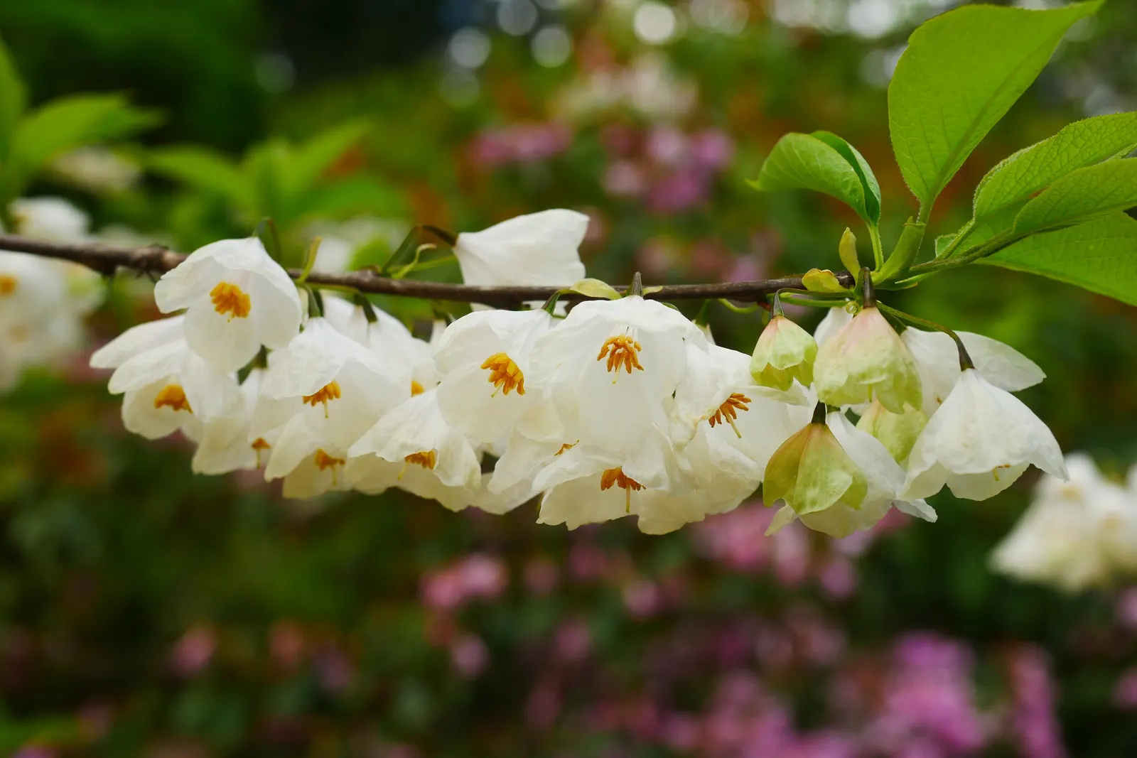 Carolina Silverbell (Halesia Carolina) — oblong seed pods that also hold visual interest; providing seasonal interest.<br><br>Ideal for use as a specimen or