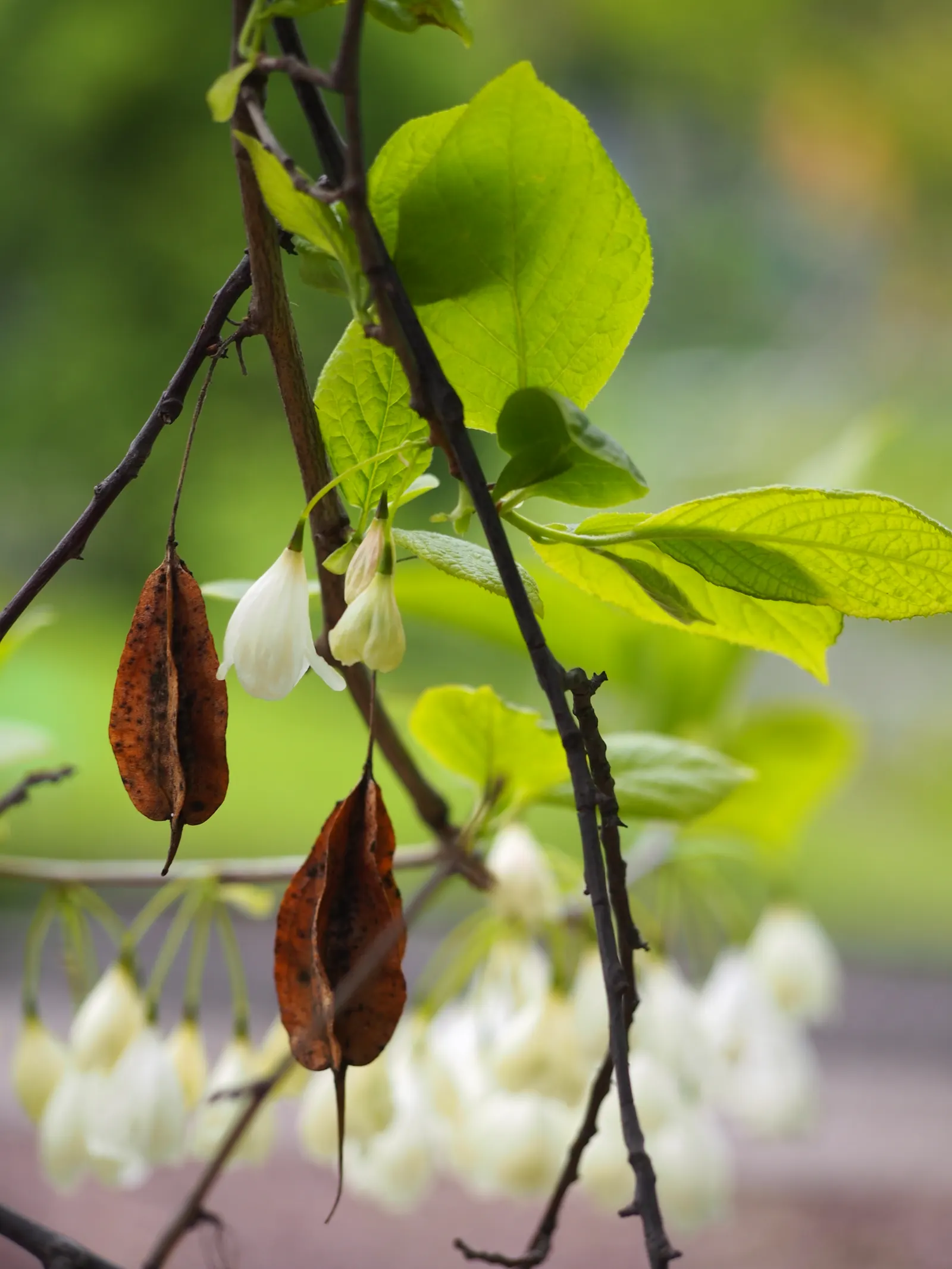 Carolina Silverbell (Halesia Carolina) — providing seasonal interest.<br><br>Ideal for use as a specimen or understory tree