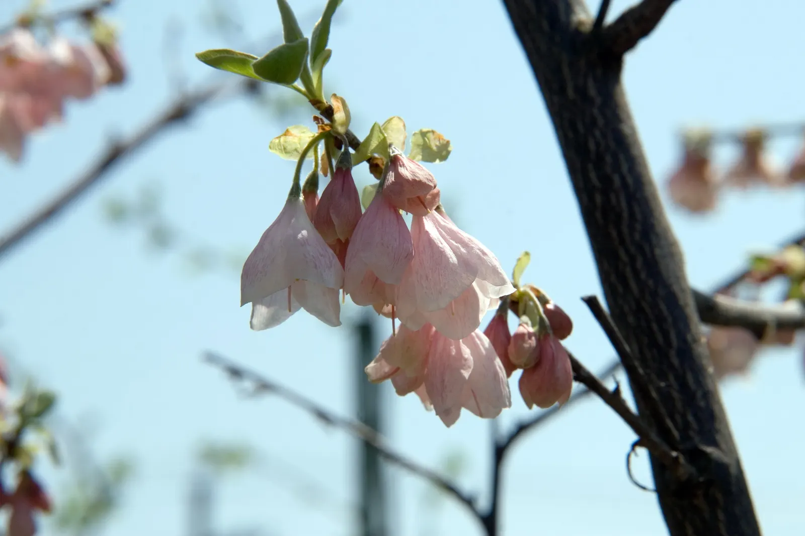 Carolina Silverbell (Halesia Carolina) — becomes adorned with clusters of bell-shaped