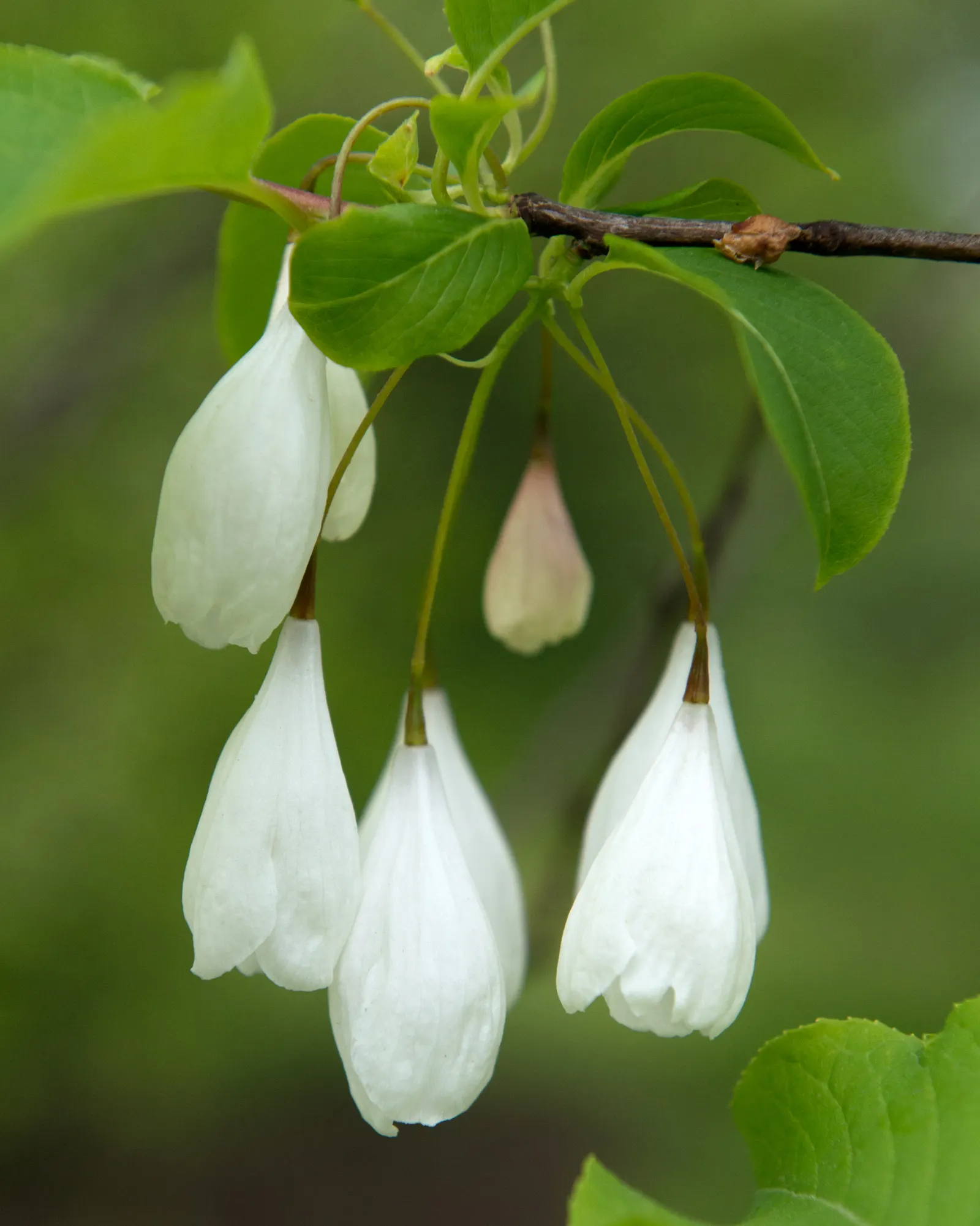 Carolina Silverbell (Halesia Carolina) — with bright green leaves that transition to shades of yellow in the fall; scientifically known as Halesia carolina
