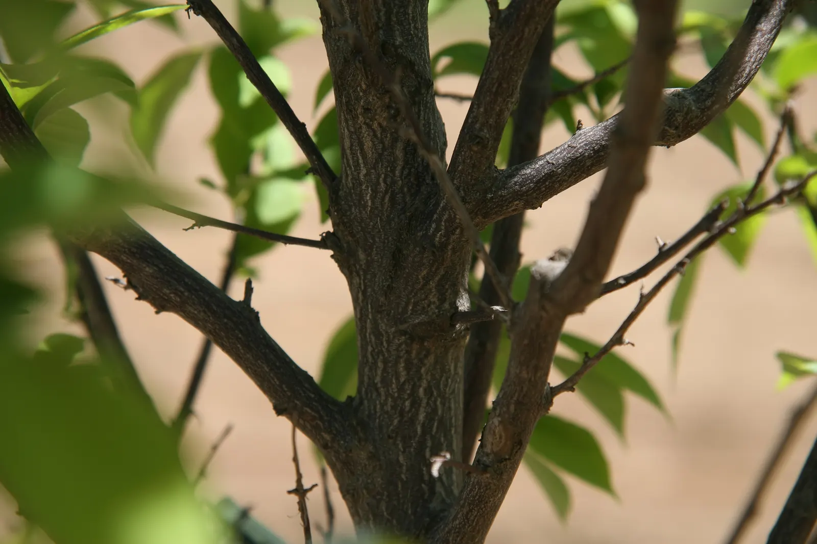 Carolina Silverbell (Halesia Carolina) — this deciduous tree typically reaches a height of 30 to 40 feet with a spread of 20 to 35 feet; oblong seed pods that