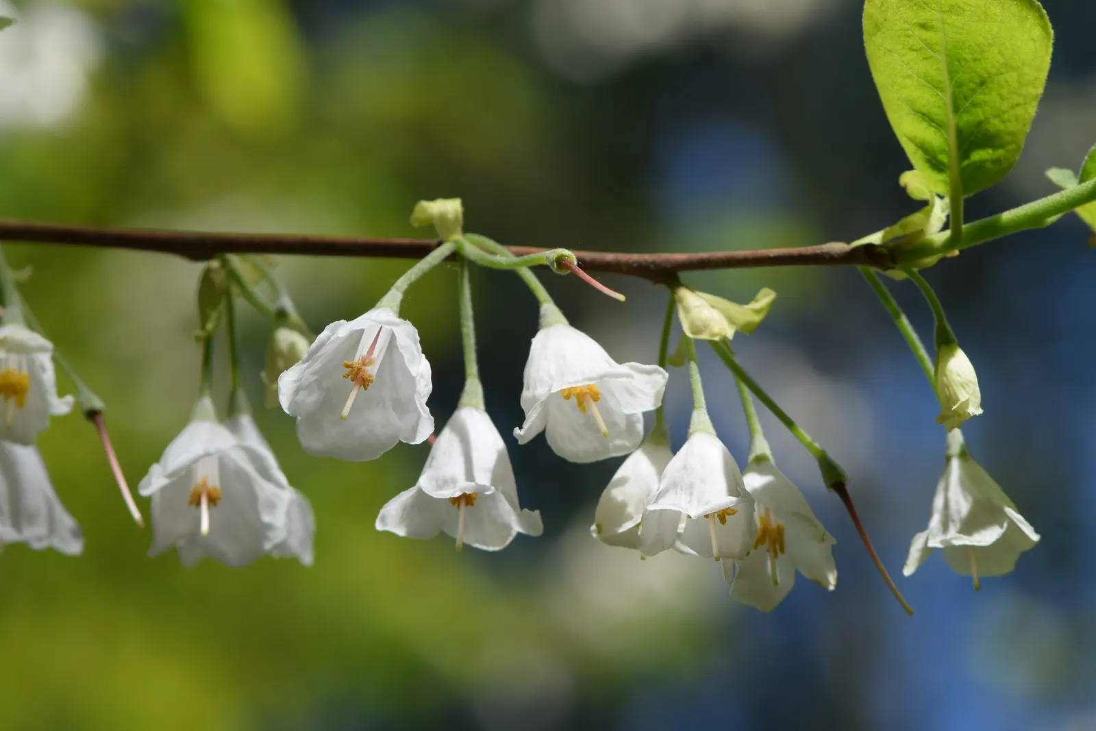 Carolina Silverbell (Halesia Carolina) — the tree forms distinctive; depending on the local climate