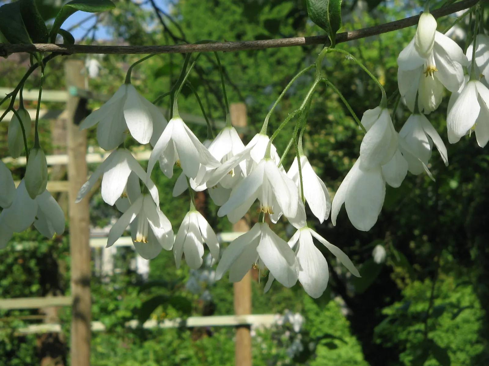 Carolina Silverbell (Halesia Carolina) — with bright green leaves that transition to shades of yellow in the fall