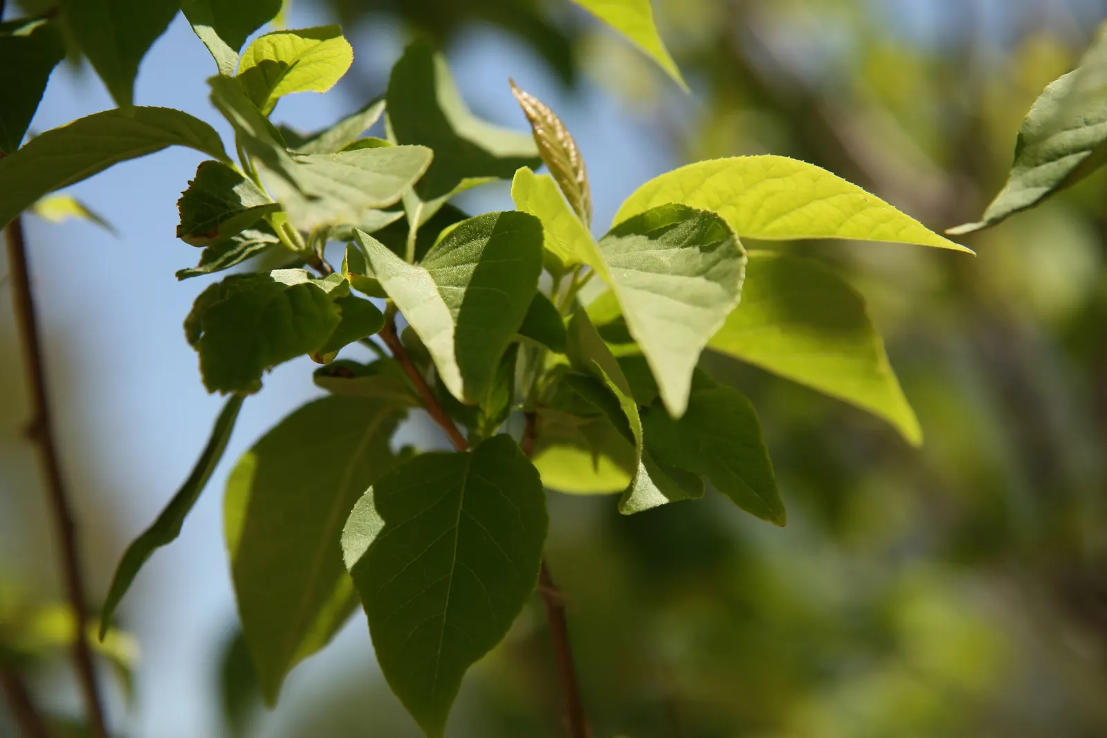 Carolina Silverbell (Halesia Carolina) — is a cherished ornamental tree; tree for full