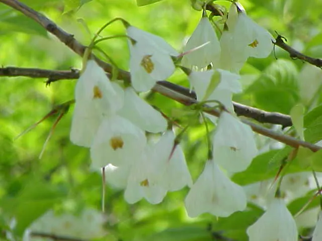 Carolina Silverbell (Halesia Carolina) — tree for full