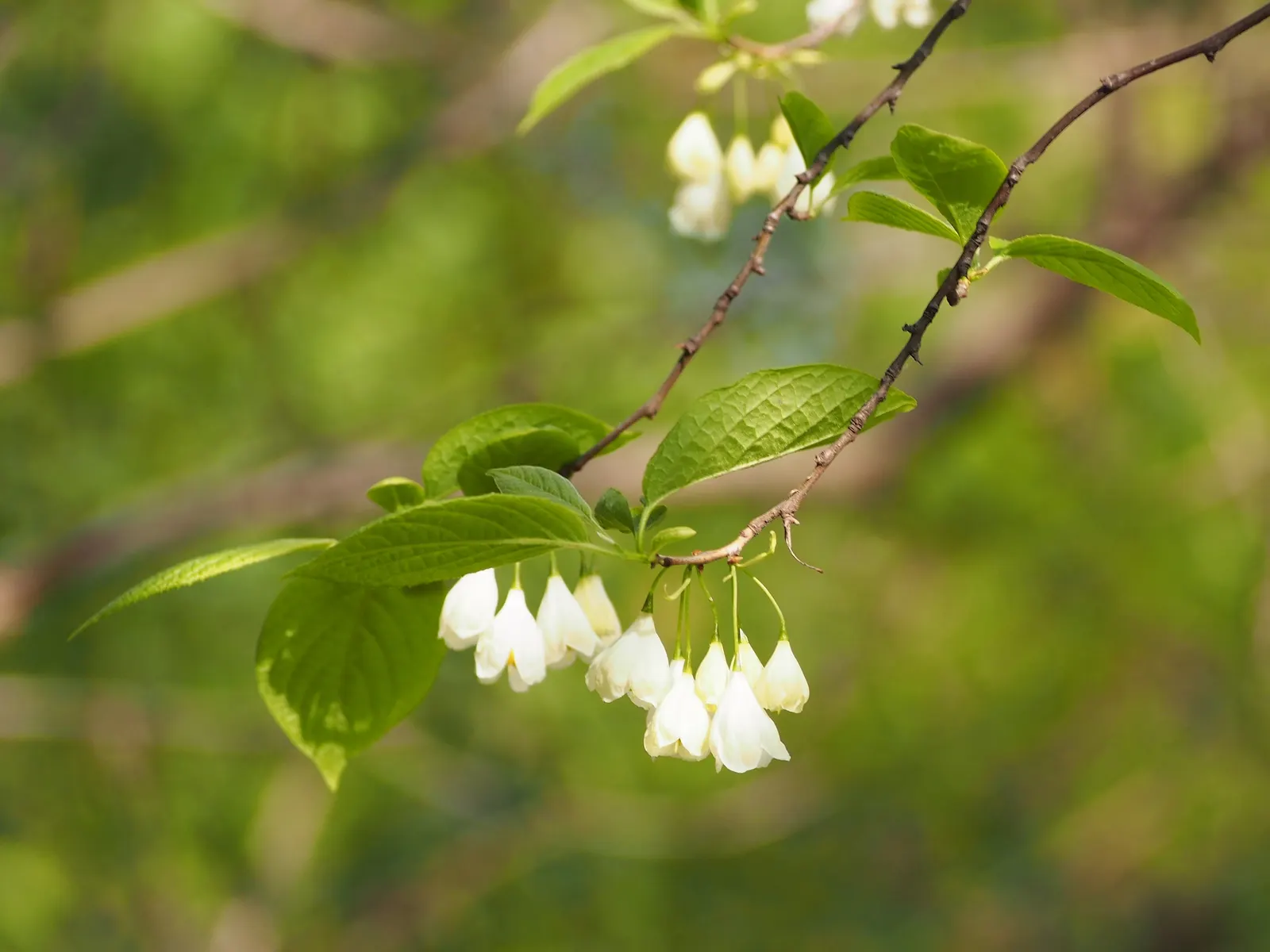 Carolina Silverbell (Halesia Carolina) — it adapts to various conditions; halesia carolina thrives in well-drained