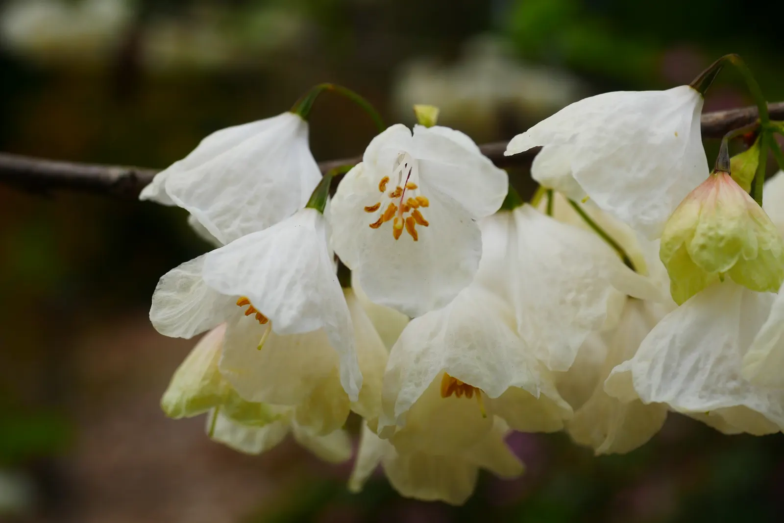 Carolina Silverbell (Halesia Carolina) — tree with white blooms