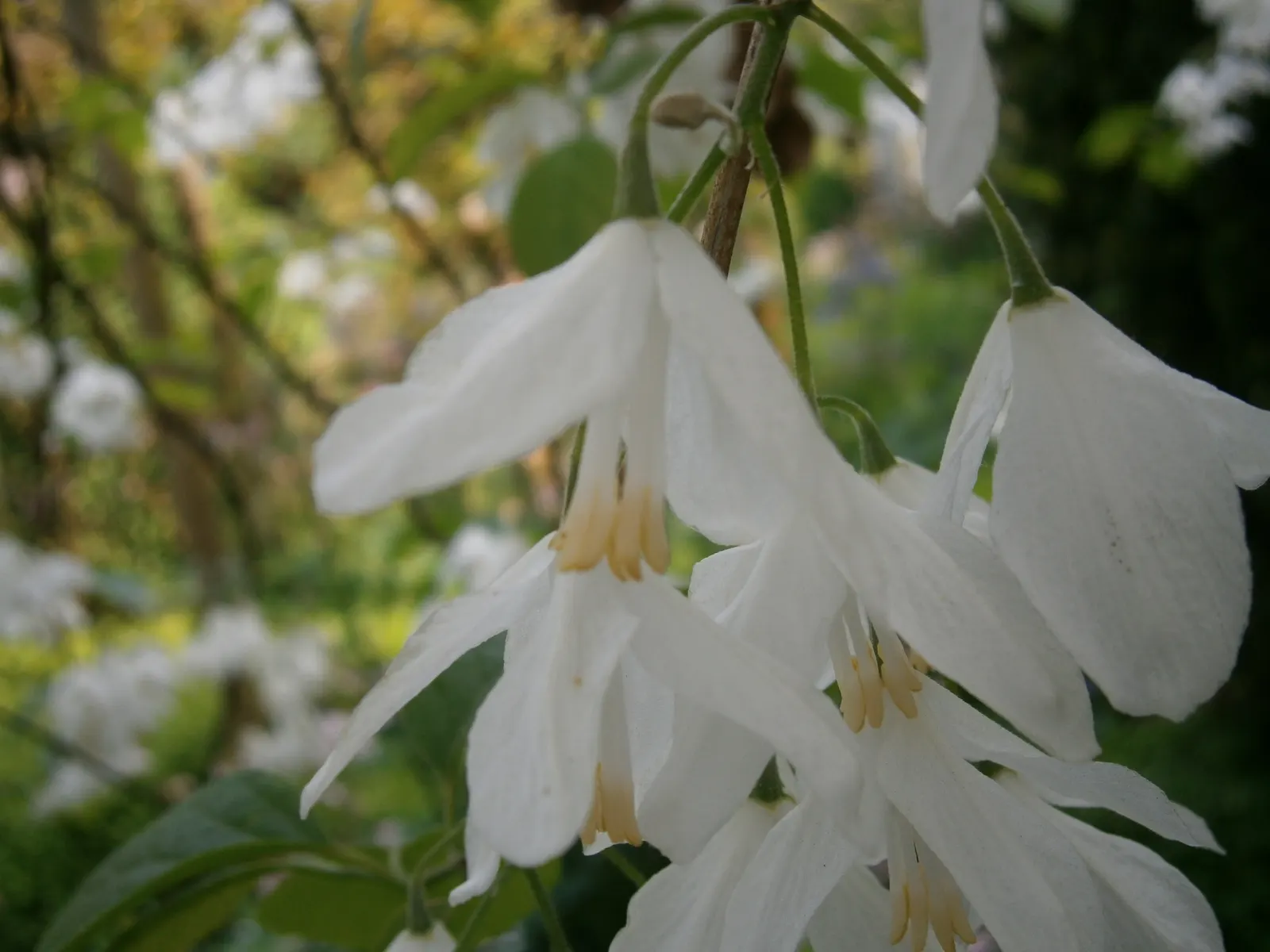 Carolina Silverbell (Halesia Carolina) — adding an eco-friendly aspect to its list of benefits.<br><br>Post-flowering; valued for its superb spring display and