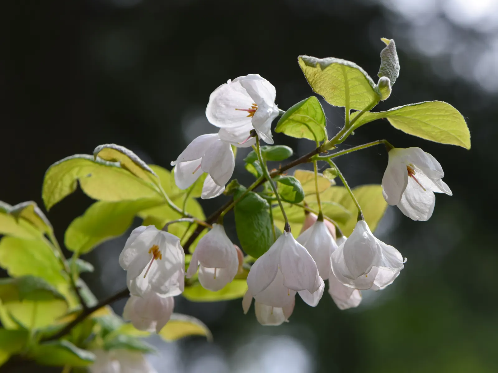 Carolina Silverbell (Halesia Carolina) — Preferring partial sun and moist; and they are highly attractive to pollinators