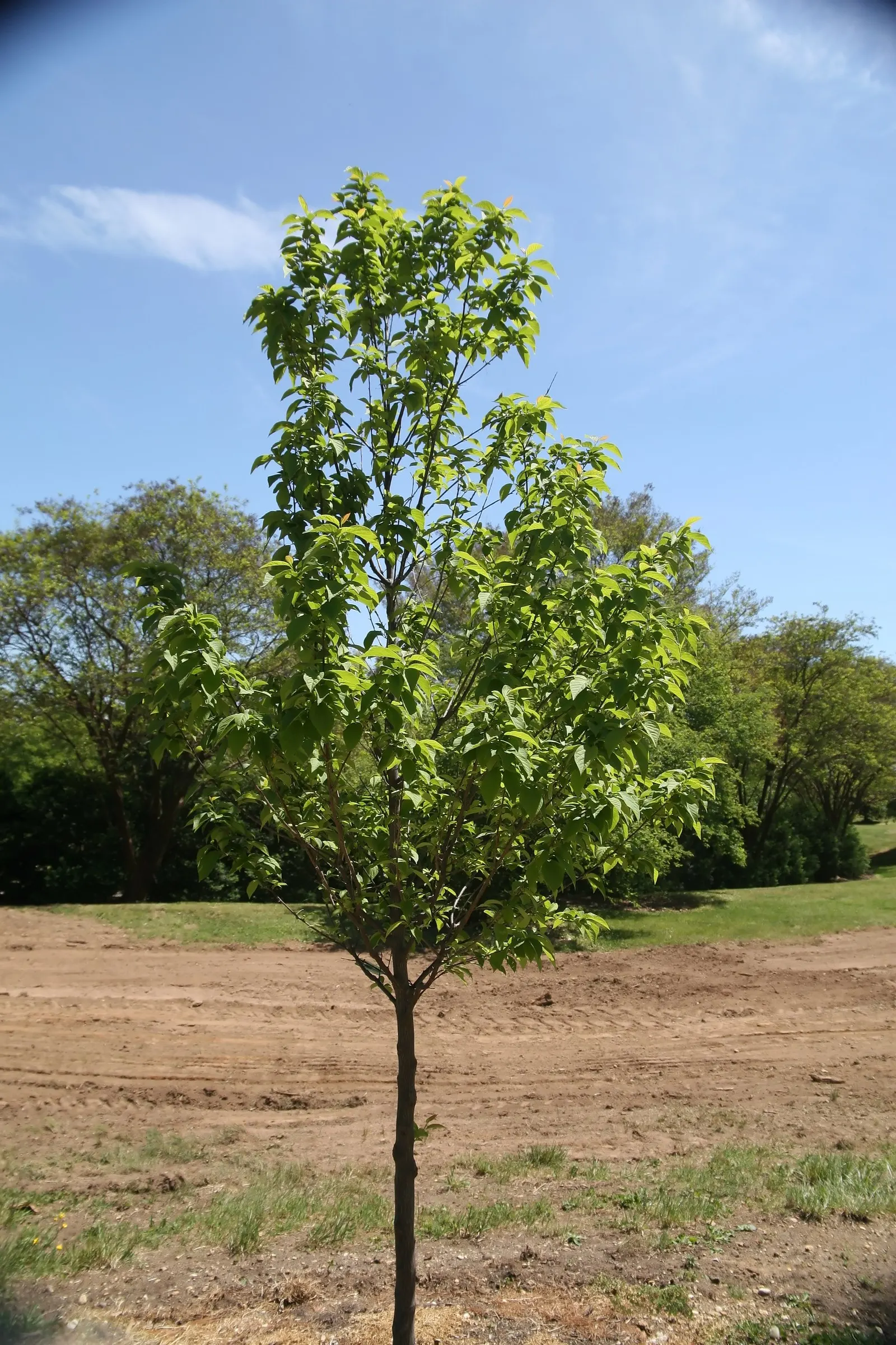 Carolina Silverbell (Halesia Carolina) — Preferring partial sun and moist; and they are highly attractive to pollinators, image 63