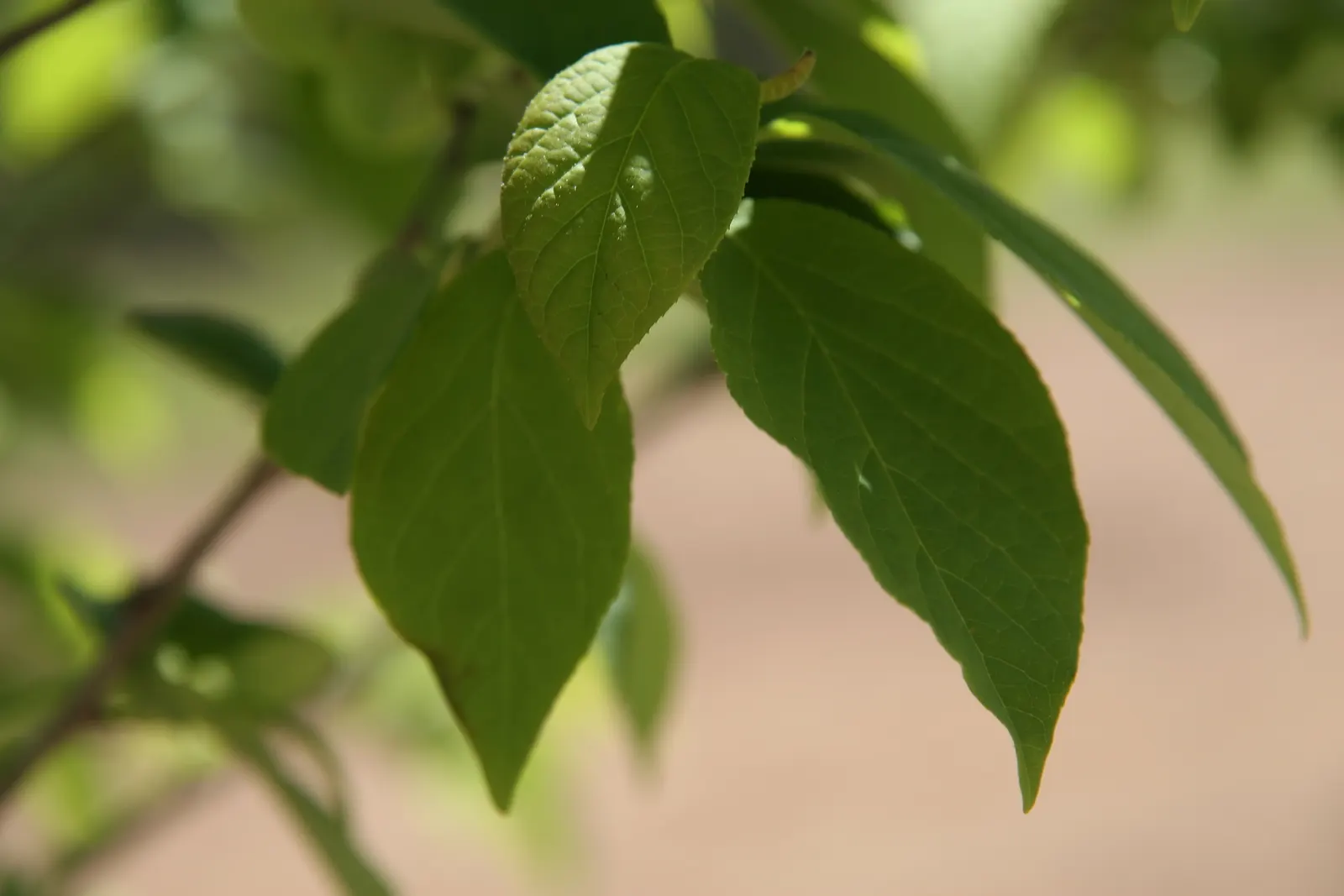 Carolina Silverbell (Halesia Carolina) — is a cherished ornamental tree