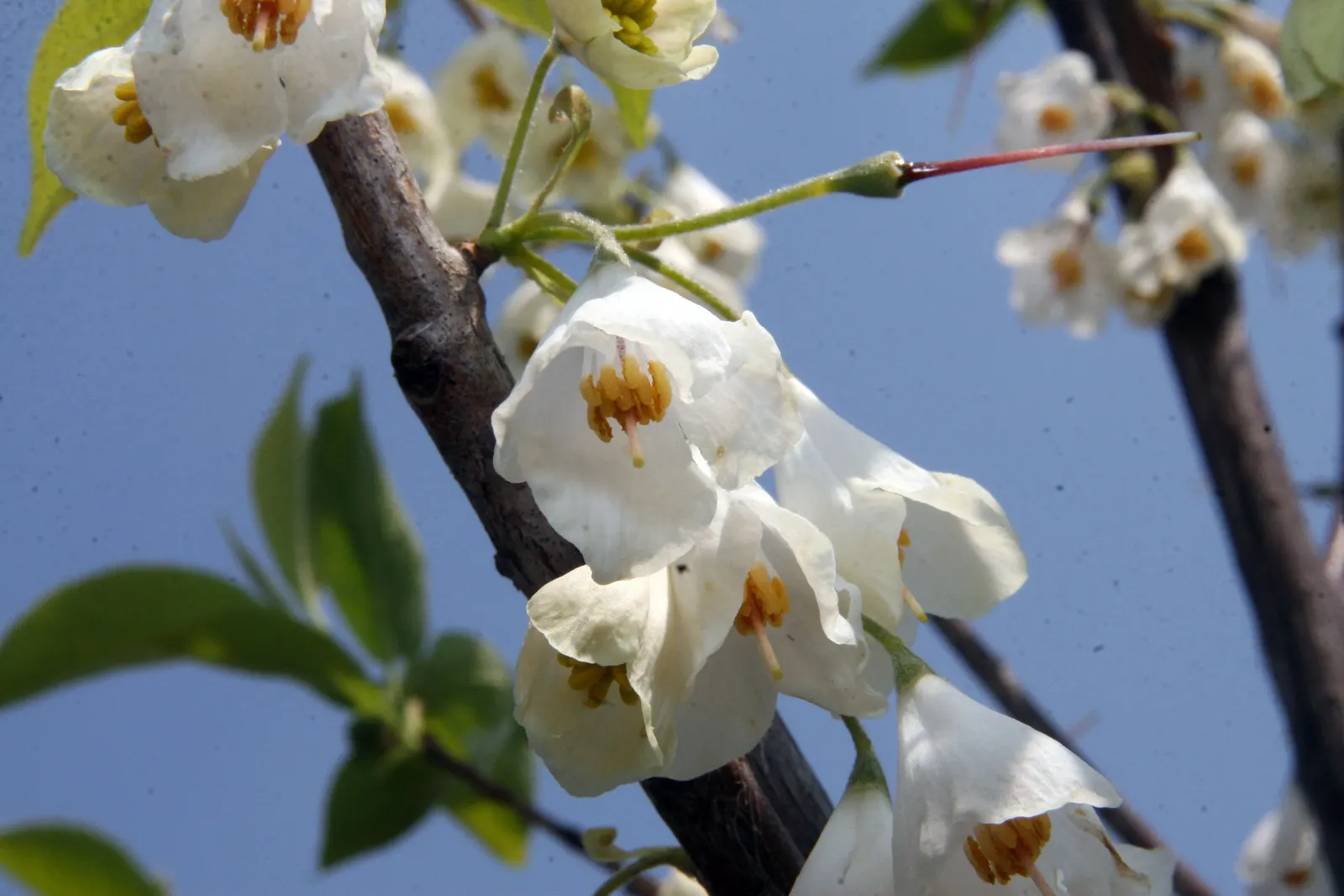Carolina Silverbell (Halesia Carolina) — Ideal for mixed borders and woodland garden settings