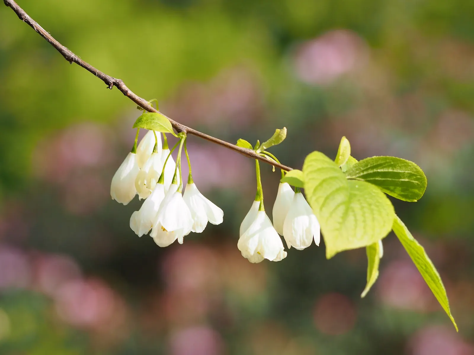 Carolina Silverbell (Halesia Carolina) — and they are highly attractive to pollinators
