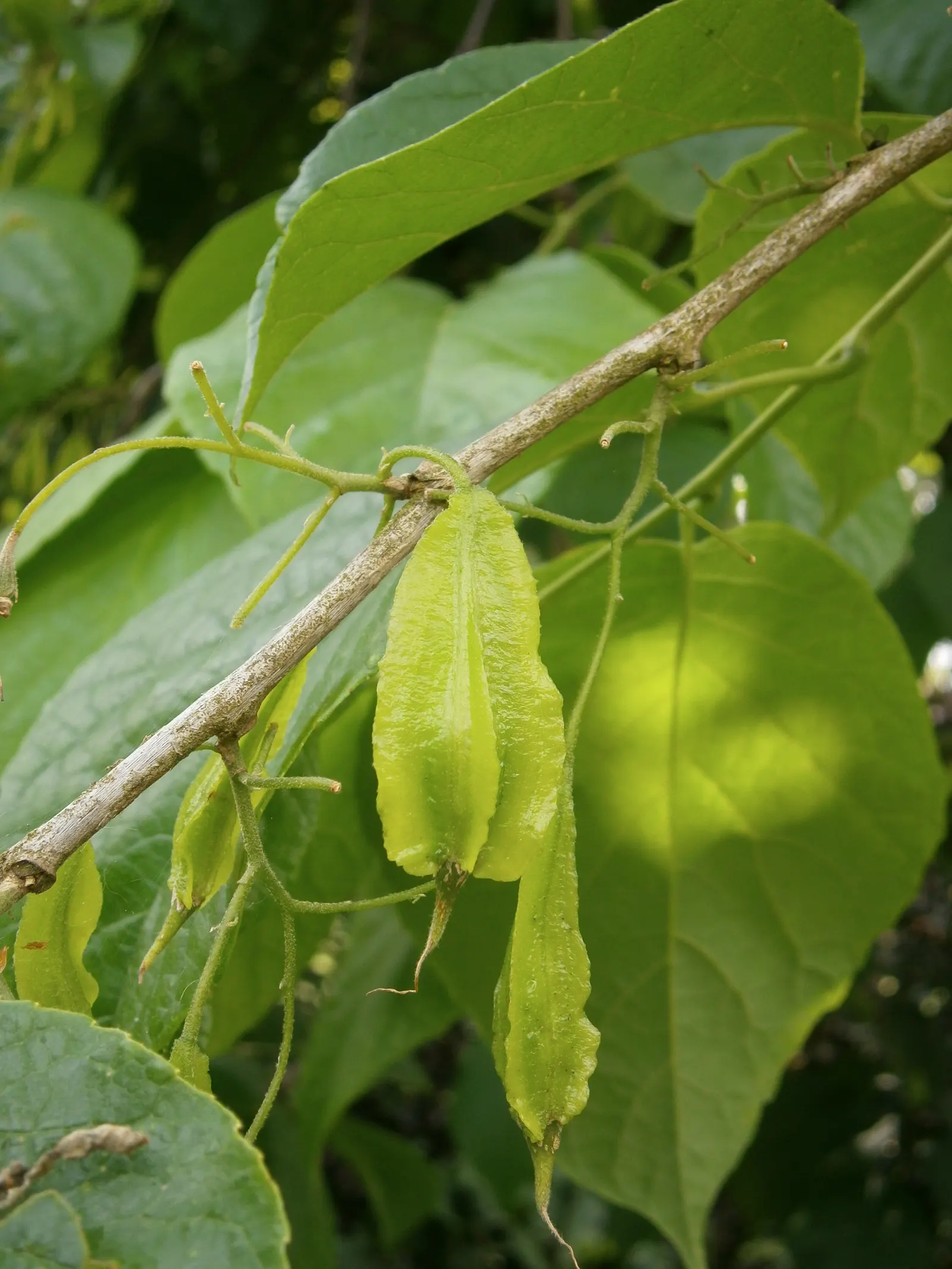 Carolina Silverbell (Halesia Carolina) — scientifically known as Halesia carolina