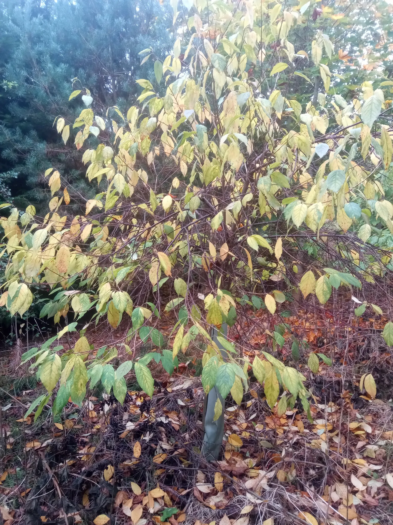 Carolina Silverbell (Halesia Carolina) — The Carolina Silverbell, Halesia carolina, is a deciduous, understory tree, reaching heights of 30-40 ft