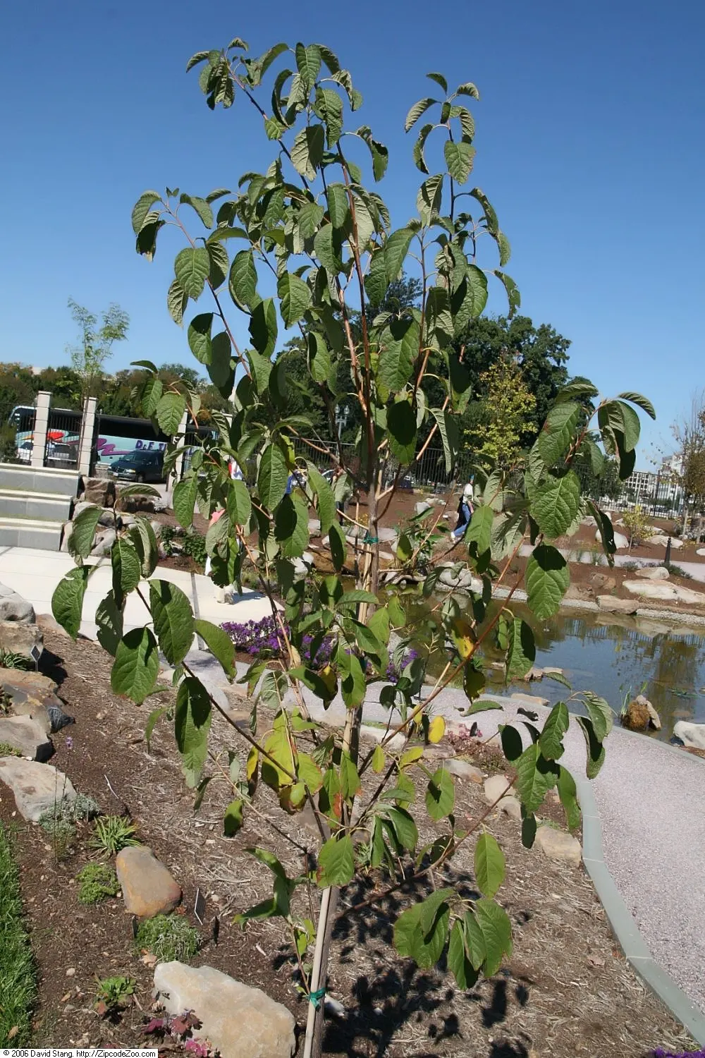 Carolina Silverbell (Halesia Carolina) — acidic soils and prefers partial shade to full sun conditions