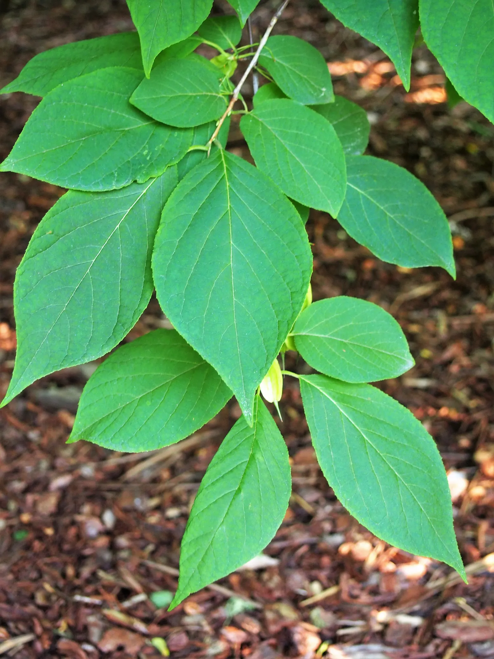 Carolina Silverbell (Halesia Carolina) — Hardy in USDA zones 4 through 8