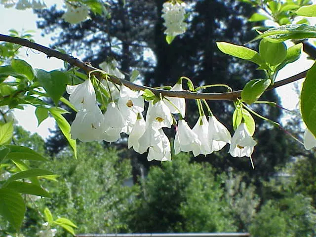 Carolina Silverbell (Halesia Carolina) — becomes adorned with clusters of bell-shaped; making it versatile in landscape design