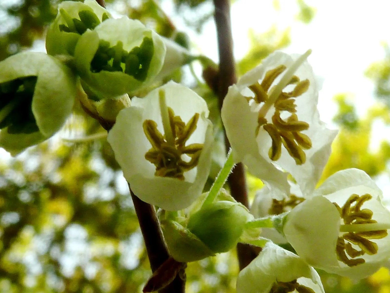 Carolina Silverbell (Halesia Carolina) — Each flower is roughly 1 inch in length and emerges from April to May