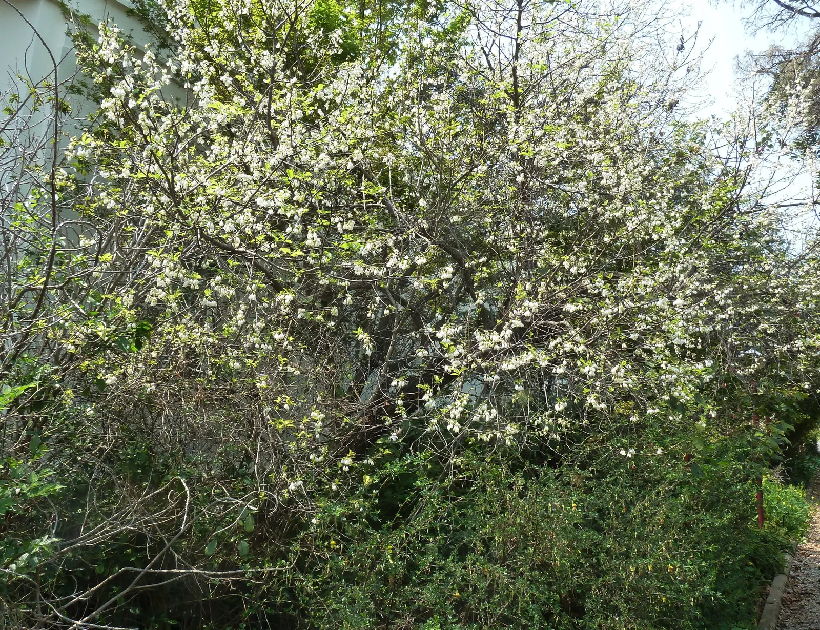 Carolina Silverbell (Halesia Carolina) — In autumn, it exhibits a yellow foliage coloration, adding seasonal interest