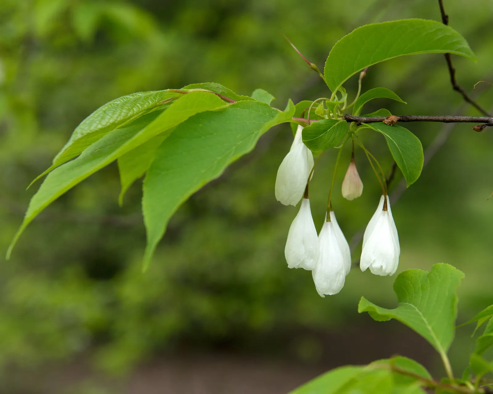 Carolina Silverbell (Halesia Carolina) — The foliage is equally appealing; the Carolina Silverbell, Halesia carolina, is a deciduous, understory tree, reaching