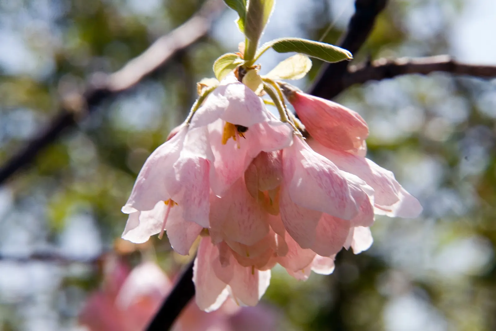 Carolina Silverbell (Halesia Carolina) — Its notable feature is the delicate, bell-shaped white flowers dangling in April-May; hardy in USDA zones 4 through 8