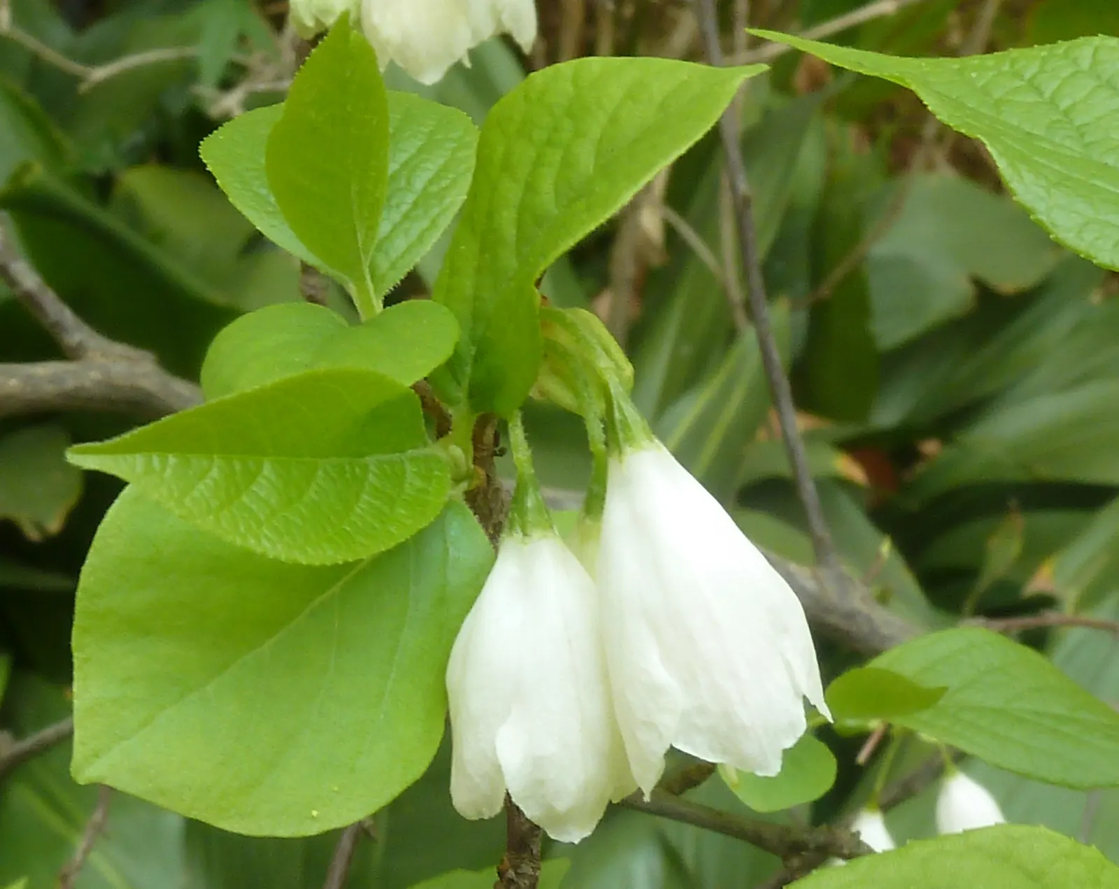 Carolina Silverbell (Halesia Carolina) — white flowers in the garden